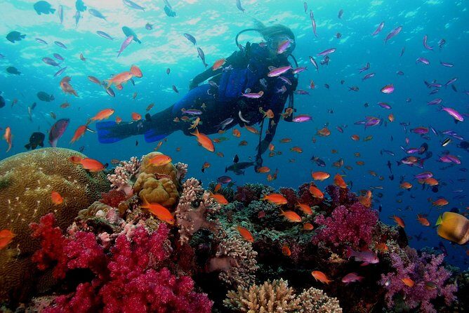 Professional 2 Stops Scuba Diving Full Day Boat Trip - Hurghada - In Closing