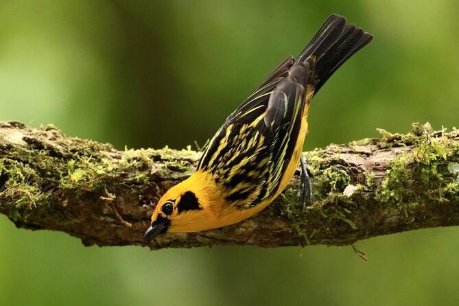 professional-birdwatching-tour-in-mindo-toucans