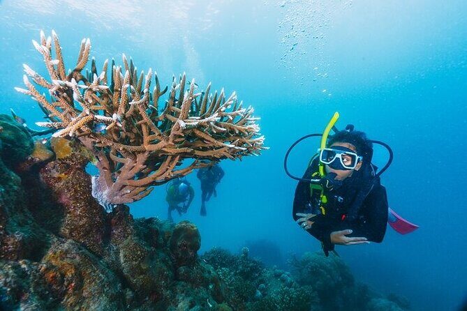 Professional Diver Two Stops Dives & Lunch, transferHurghada - Final Summary