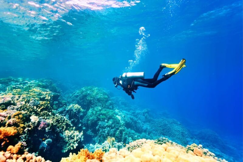 Professional Guided Scuba Diving: Swim with colorful fish. - Final Thoughts