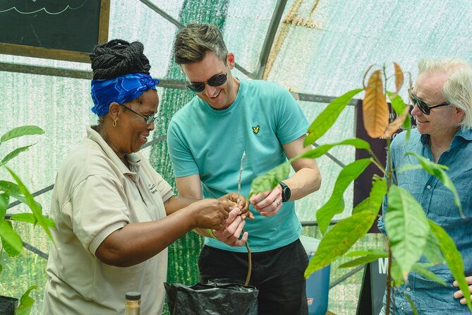 project-chocolat-tree-to-bar-tour-at-hotel-chocolat-saint-lucia