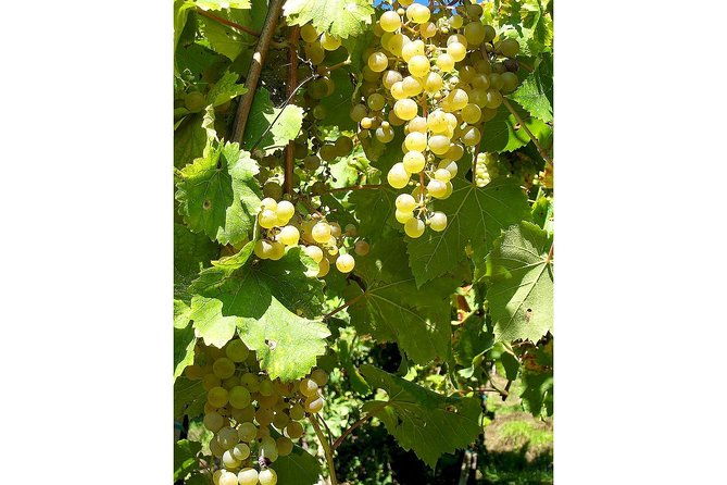 prosecco-and-cheese-tasting-from-venice-full-day