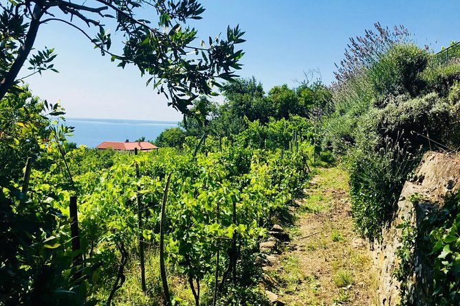 prosecco-origins-wine-experience