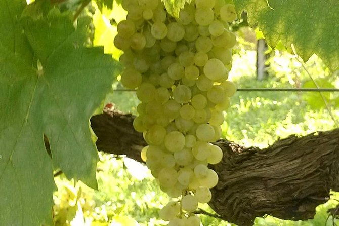 prosecco-tour-and-tasting-from-venice