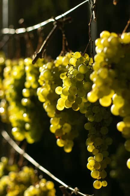Prosecco tour in Valdobbiadene: Wine tasting and local products - An In-Depth Look at the Prosecco Tour Experience