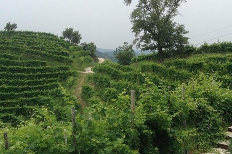 prosecco-wine-tasting-tour-half-day-from-venice