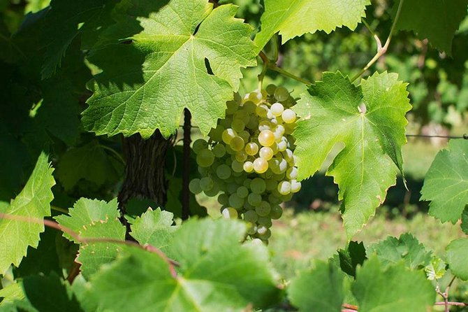 prosecco-wine-tour-full-day-from-venice