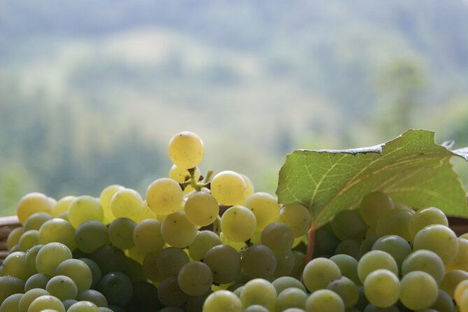 proseccos-roots-the-karst-region-from-trieste