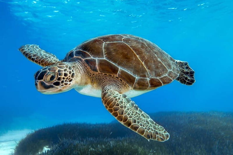 Protaras: Blue Lagoon Glass-Bottom Boat Sunset Tour - An In-Depth Look at the Experience