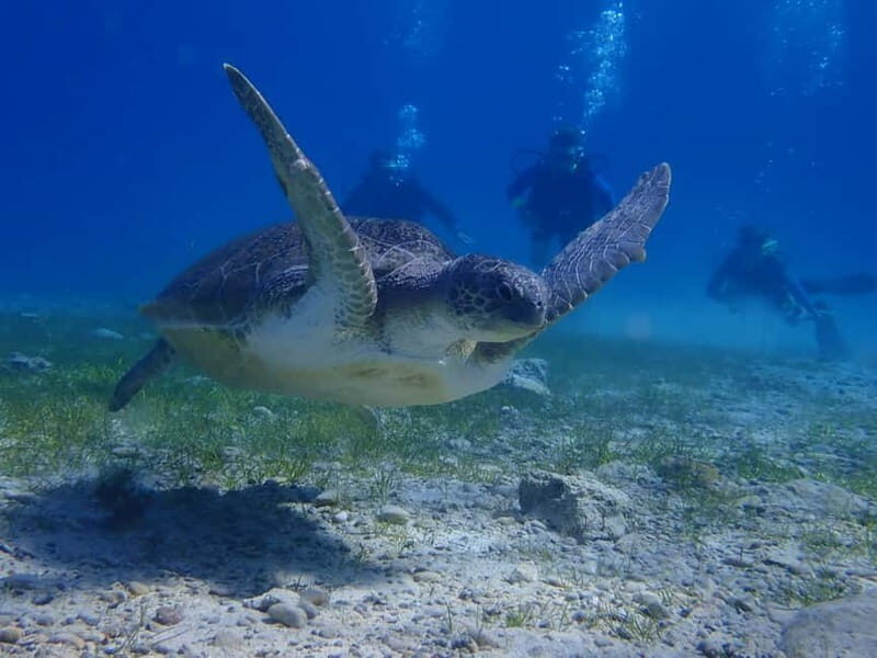 Protaras: Cape Grecko Single Dive for Qualified Divers - Final Thoughts: Who Should Book This Dive?