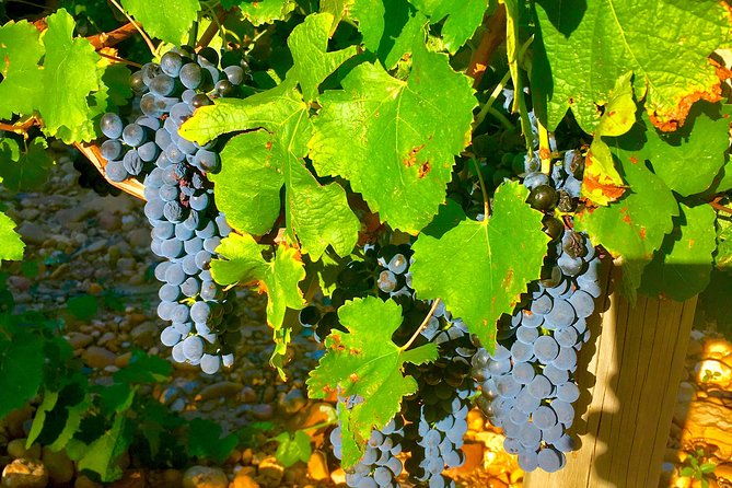 provence-cru-wine-small-group-half-day-tour-from-avignon
