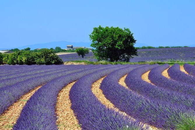 Provence Lavender Fields Tour In Valensole from Marseille - What We Love About This Tour