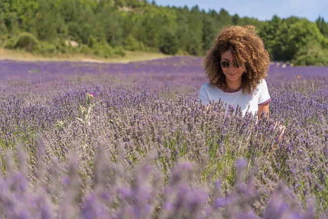 Provence Lavender Fields Tour In Valensole from Marseille - Key Points