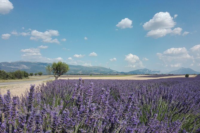 Provence Lavender Fields Tour In Valensole from Marseille - FAQ
