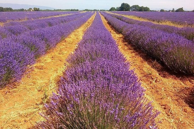 provence-lavender-full-day-tour-from-avignon