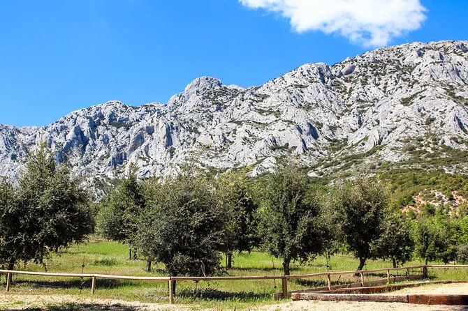 provence-mont-sainte-victoire-in-search-of-cezanne-private-wine-tour-2