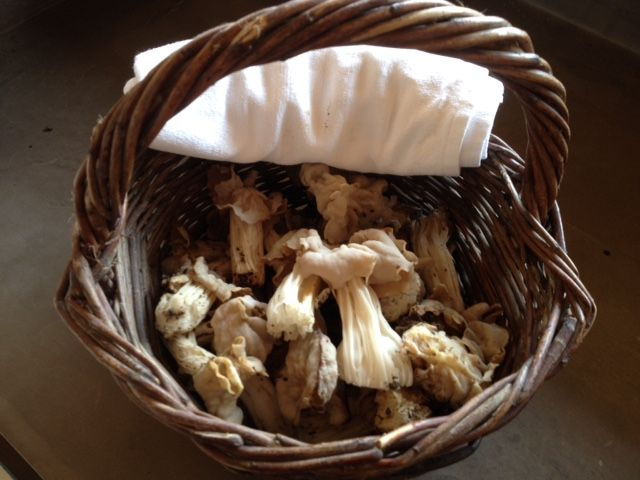 provence-mushroom-hunting-with-outdoor-breakfast