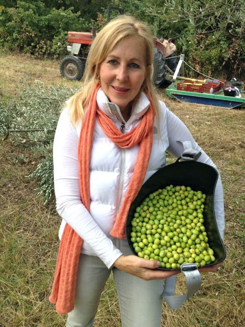 provence-olive-harvest
