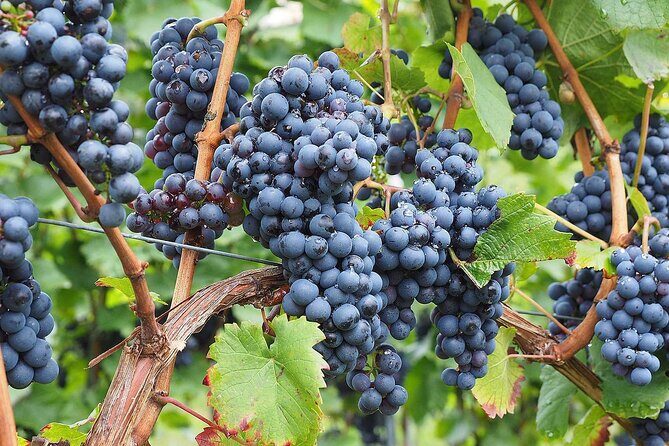Provence Organic Wine Tasting Half Day Tour from Nice - Final Thoughts: Who is This Tour Perfect For?