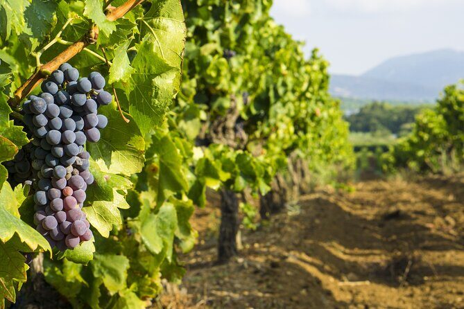 Provence Small Group Wine Full Day Tour in Chateauneuf du Pape vineyard from Aix - FAQ