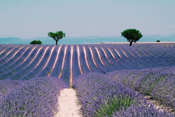 provence-vineyards-and-lavender-fields-private-day-trip