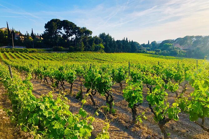 provence-vineyards-and-lavender-fields-private-day-trip