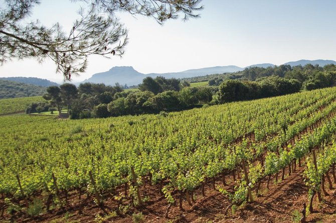 provence-wine-tour-private-day-tour-from-cannes