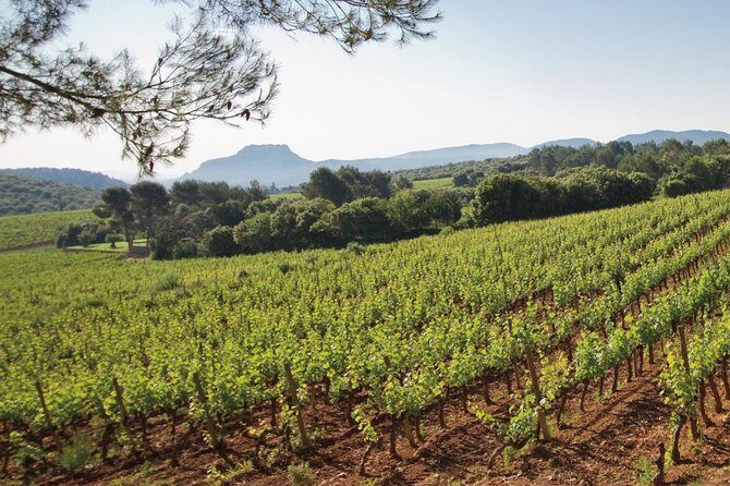 Provence Wine Tour - Private Day Tour from Nice - Practicalities and Tips