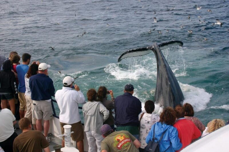 provincetown-whale-watching-cruise