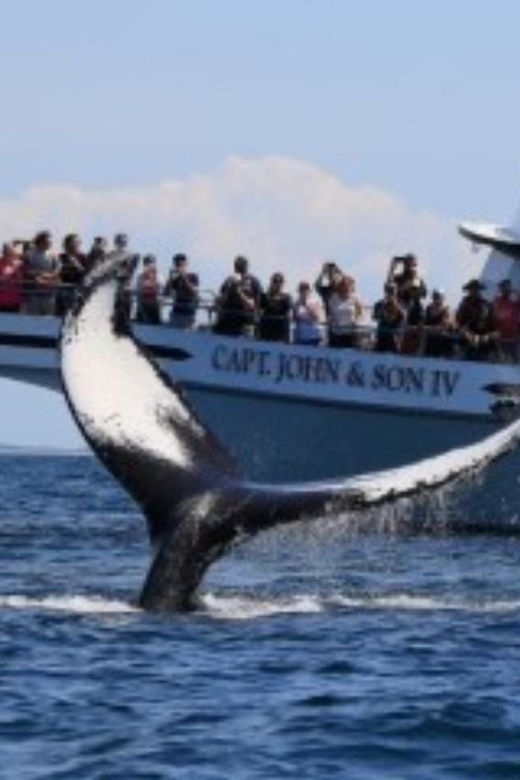 provincetown-whale-watching-cruise