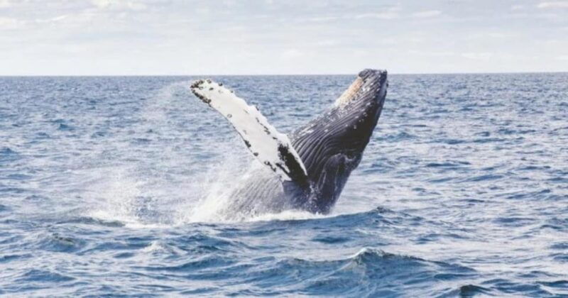 provincetown-whale-watching-cruise
