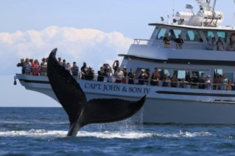 provincetown-whale-watching-cruise
