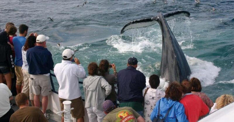 provincetown-whale-watching-cruise