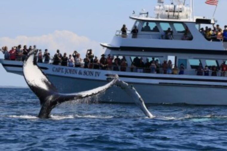 provincetown-whale-watching-cruise