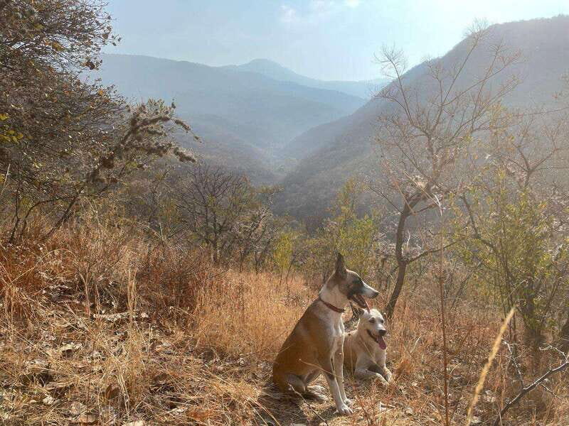 Psychedelic Hiking Trails in Sierra Nortes Hidden Forests - What Makes This Tour Stand Out?