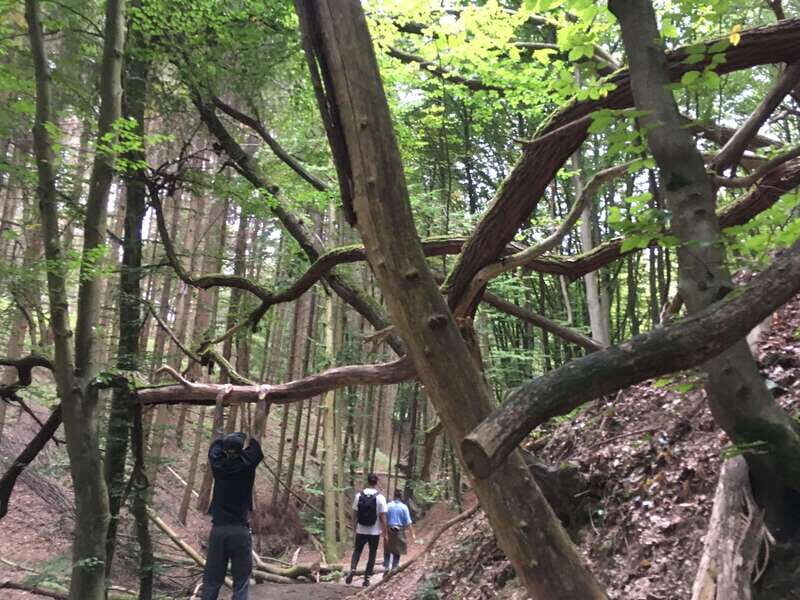 Psychedelic Hiking Trails in Sierra Nortes Hidden Forests - Who Should Consider This Tour?