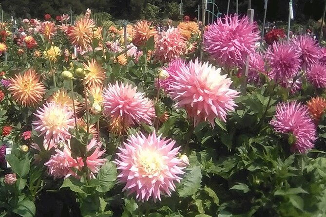 public-weekend-walking-tour-highlights-of-golden-gate-park