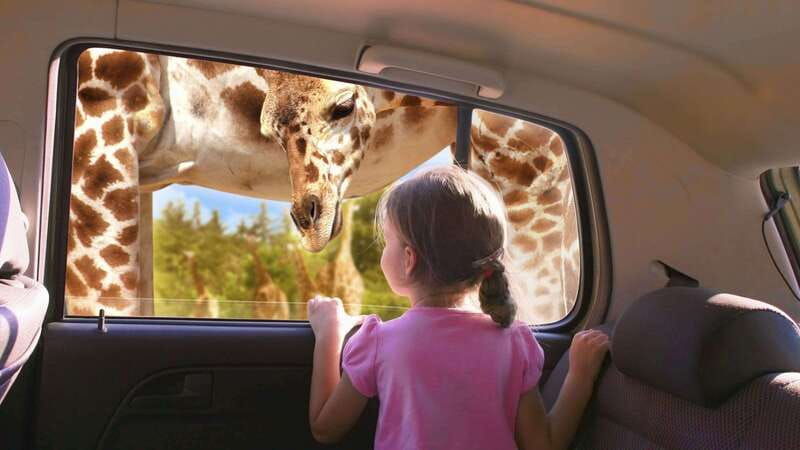 puebla-africam-safari-park-live-an-unforgettable-adventure