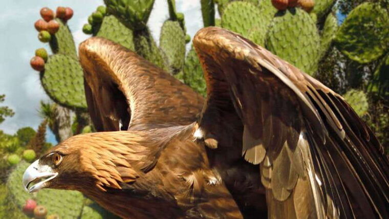 puebla-africam-safari-park-live-an-unforgettable-adventure