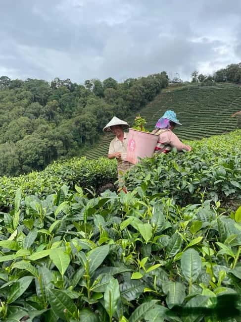 Puer Tea Picking and Tasting | 3-4 Hour Morning Trip - Exploring the Itinerary in Detail