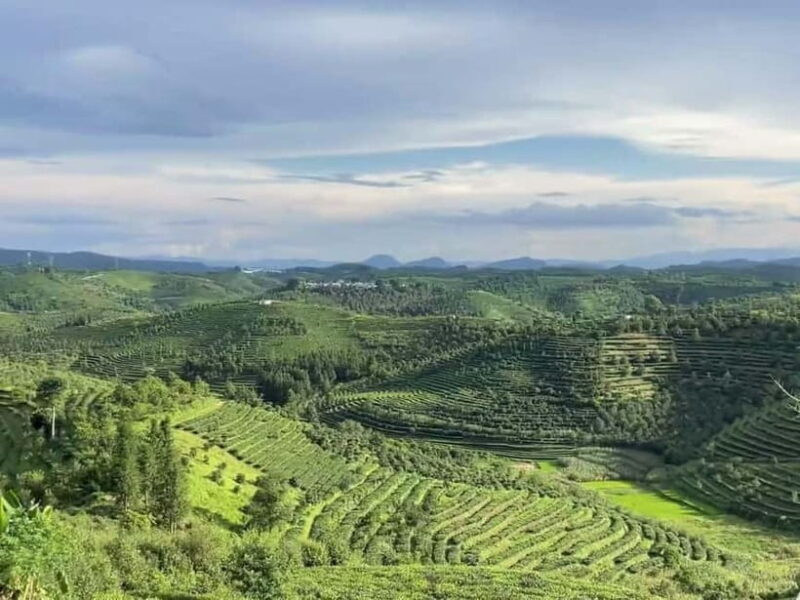 Puer Tea Picking and Tasting | 3-4 Hour Morning Trip - Who Should Consider This Tour?