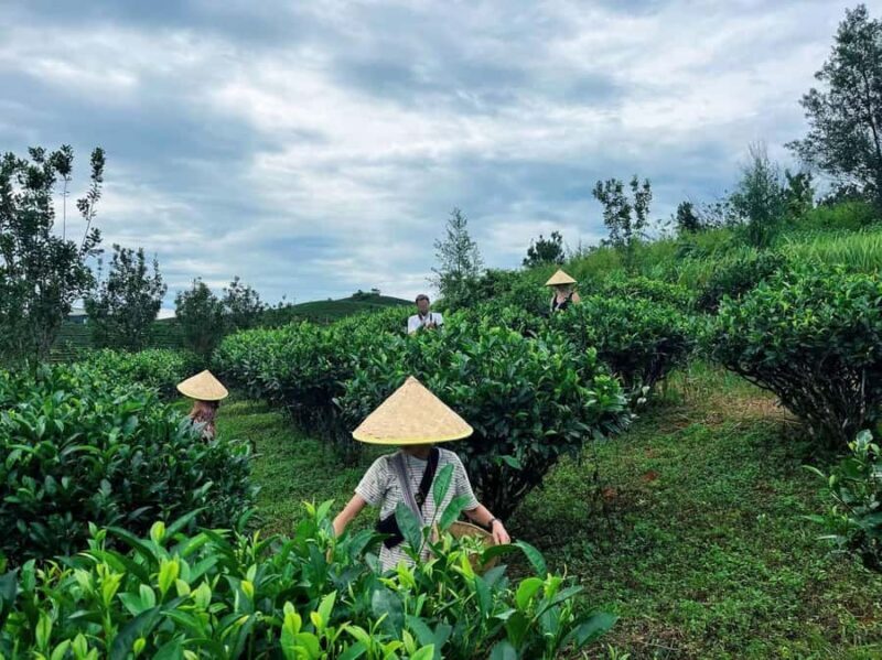 Puer Tea Picking and Tasting | 6 Hour Morning Trip - Engaging Meta Description