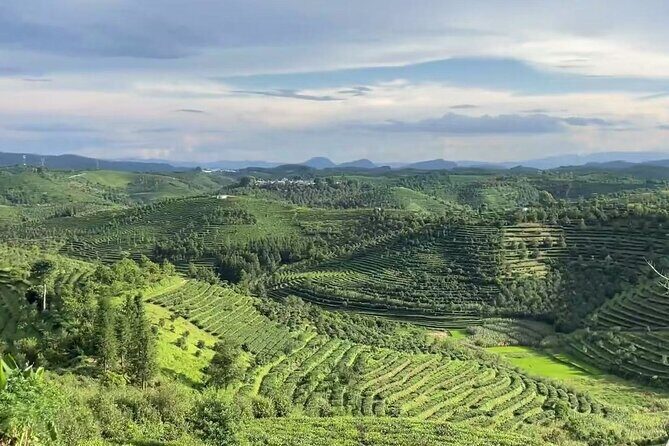 Puer Tea Picking and Tasting Morning Trip - An In-Depth Look at the Puer Tea Picking and Tasting Tour