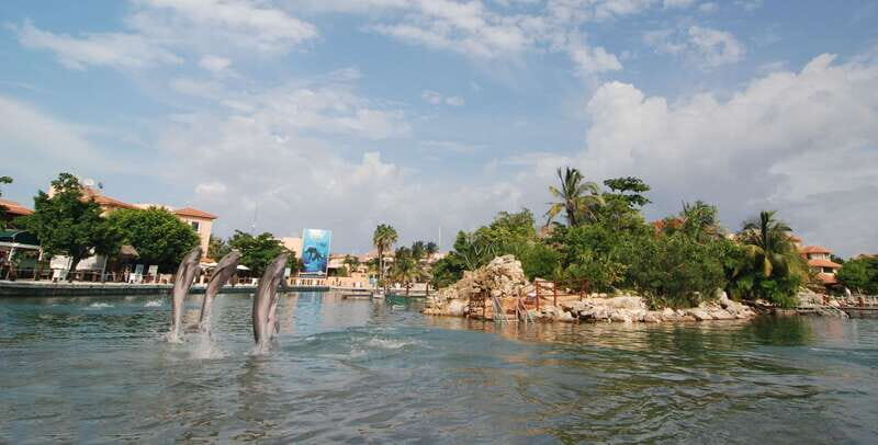 Puerto Aventuras: Dolphin Swim, Sea Lions, Manatees, & Lunch - What to Expect from This Marine Adventure