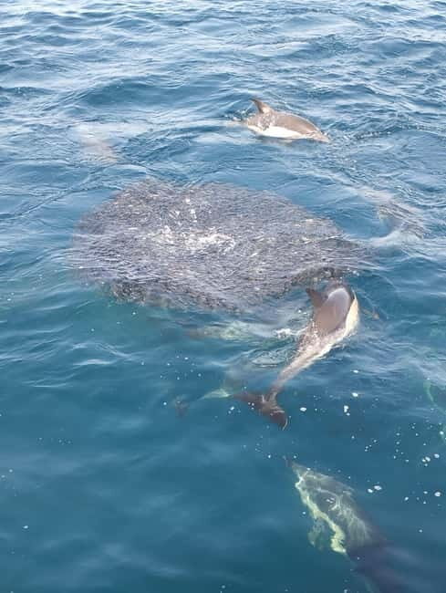 Puerto Banús: Private Cruise with Dolphins & Wakeboard - Activities on Board