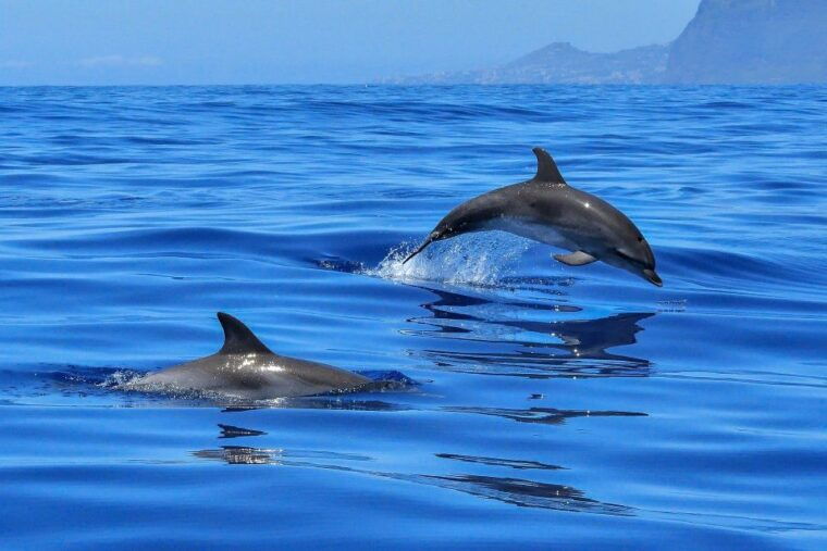 puerto-colon-dolphin-and-whale-watching-speedboat-cruise