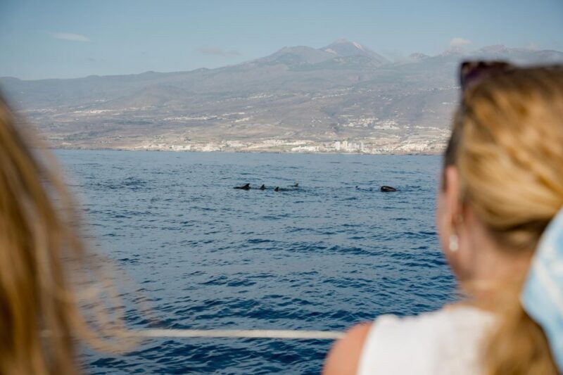 puerto-colon-whale-and-dolphin-watching-yacht-trip