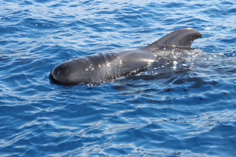 puerto-colon-whale-dolphins-sailing-excursion