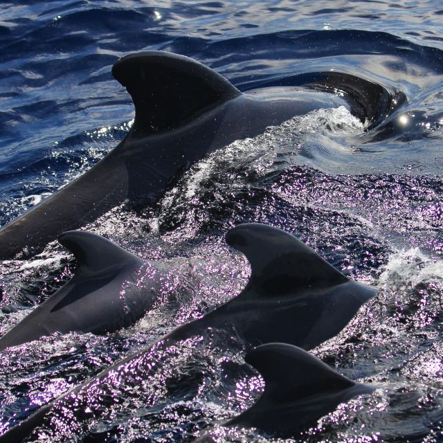 puerto-colon-whale-dolphins-sailing-excursion