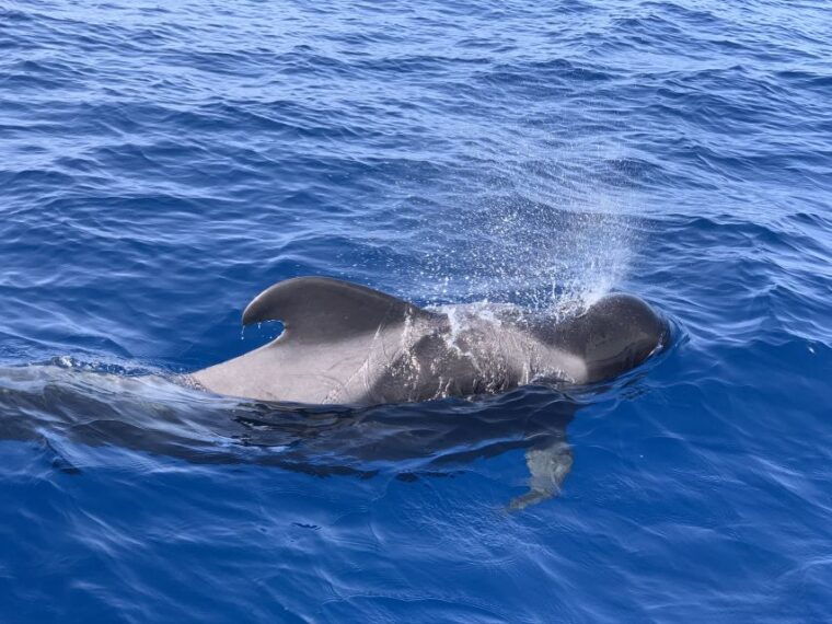 puerto-colon-whale-dolphins-sailing-excursion